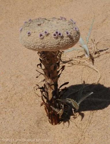 Nourriture de sable