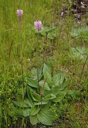 Hoary Plantain