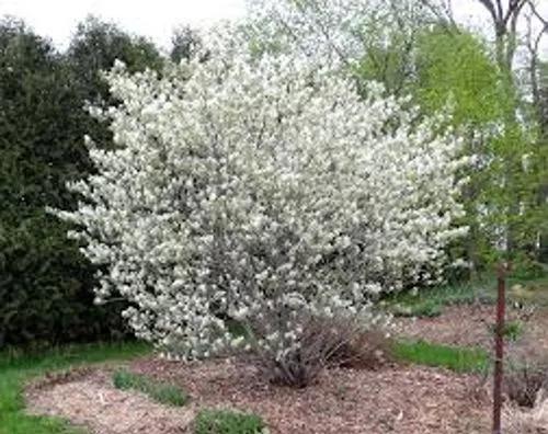 Irga Alder-Leaved