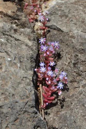 Azure Stonecrop