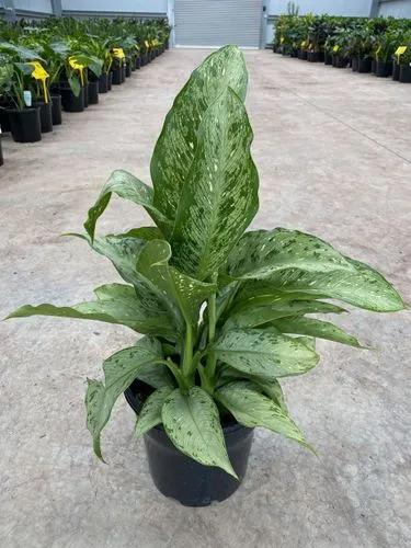 Dieffenbachia Memoria Corsi