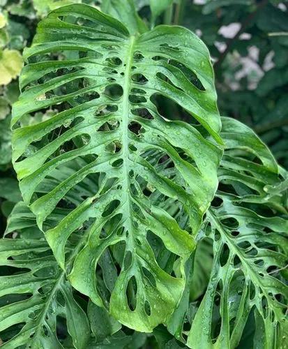 Monstera Punctulata