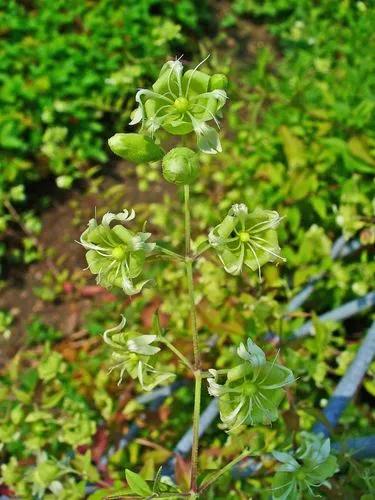 Berry Catchfly