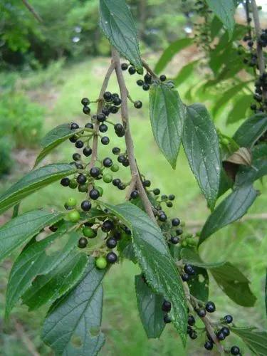 Charcoal Tree