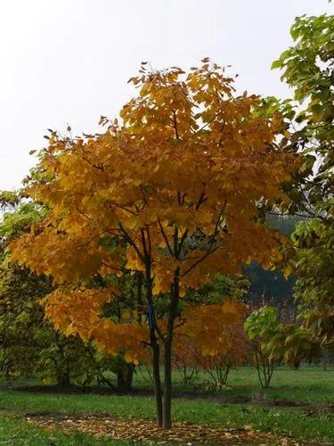 Kentucky Yellowwood