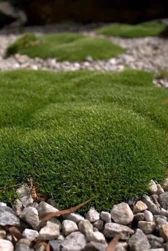 Scleranthus Biflorus