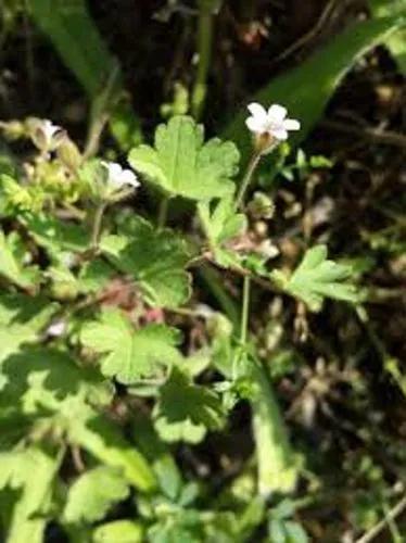 Round-Leaved Cranesbill