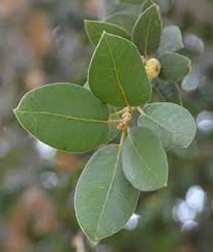 Canyon Oak