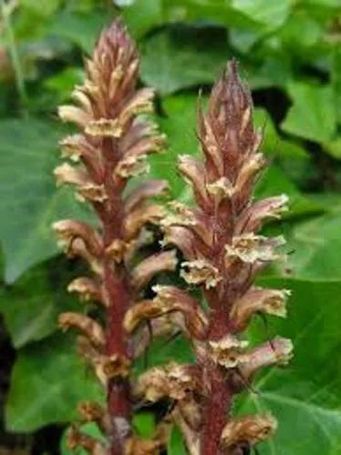 Ivy Broomrape