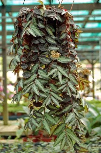 Trailing Watermelon Begonia