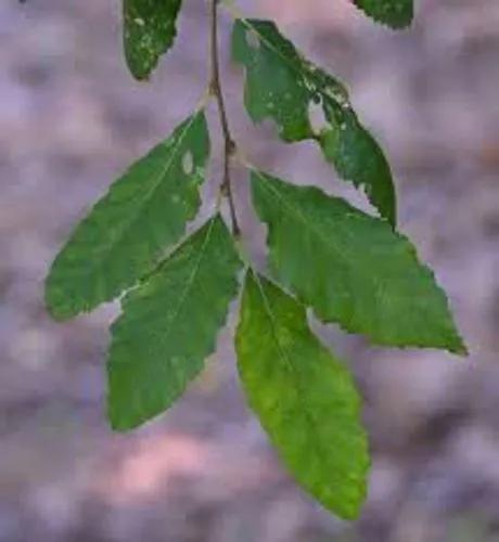 Patagonian Oak
