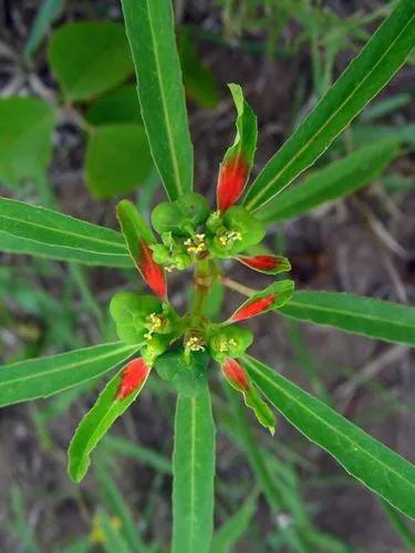 Euphorbia Cyathophora