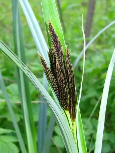 Carex Riparia