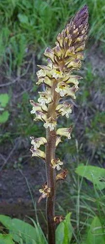 Thistle Broomrape.