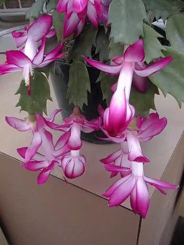 Christmas Cactus 'nicole'