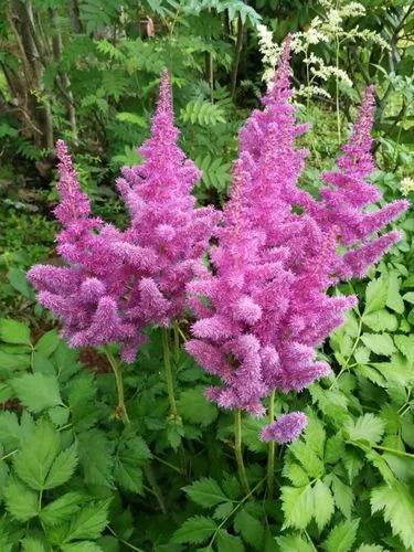 Astilbe Rubra