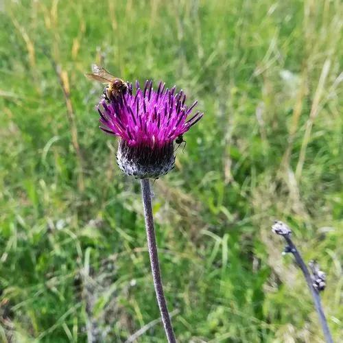 Melancholy Thistle