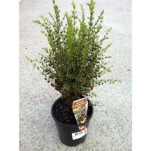 Heaven Scent Boronia