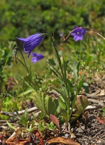 Campanula Scheuchzeri