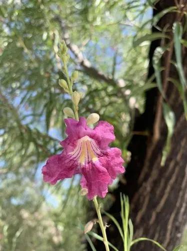 Desert-willow