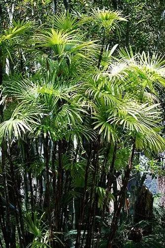 Reed Rhapis, Fan Palm