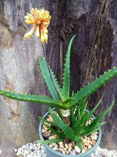 Aloe Camperi