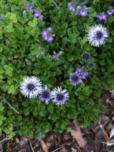 Globularia Cordifolia