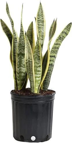 Sansevieria Laurentii