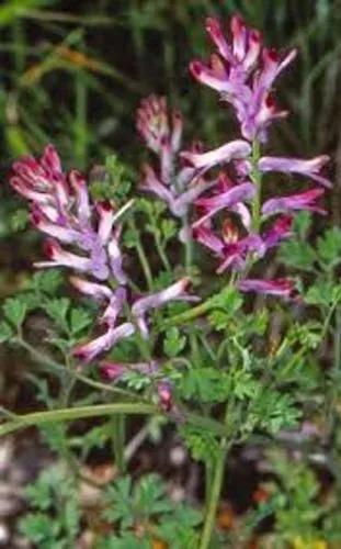 Wall Fumitory