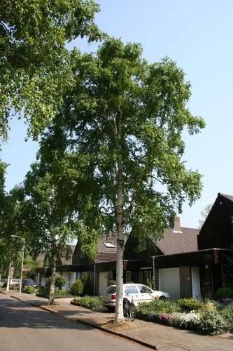 Erman'S Birch