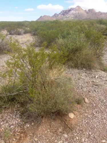 Bush Muhly