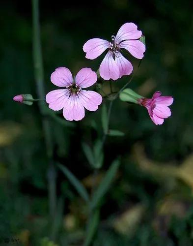 Vaccaria Hispanica