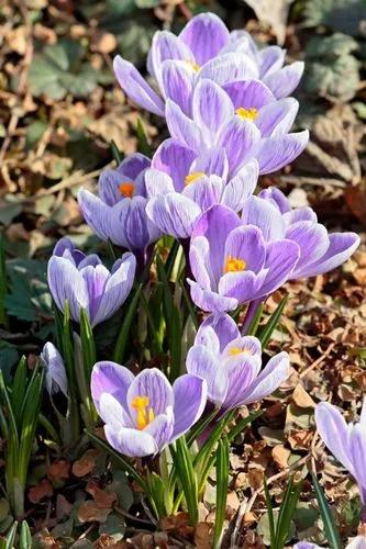 Spring crocus