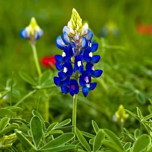 Blue Bonnet