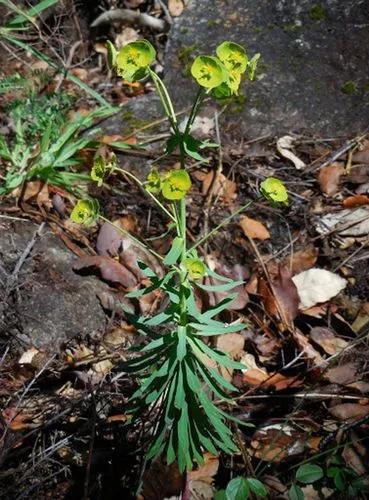 Pine Spurge