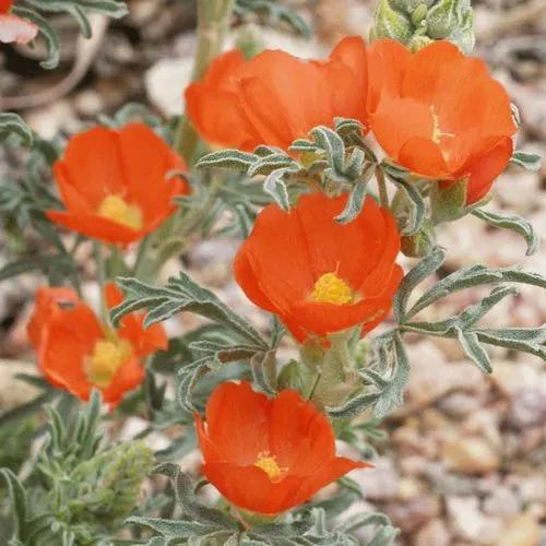 Scarlet Globemallow