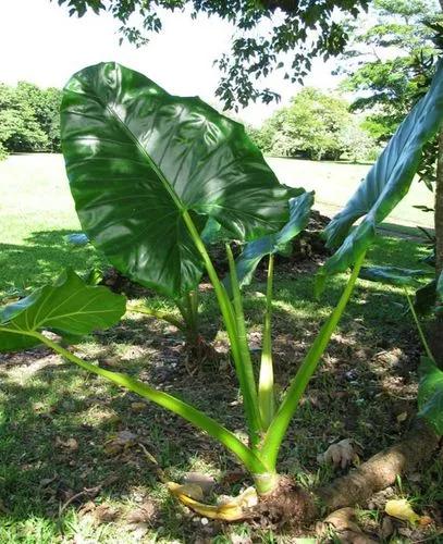 Elephant Ear 'tea Cup'