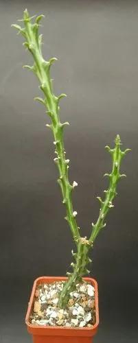 Euphorbia Knuthii