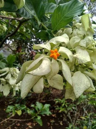 Mussaenda Pubescens