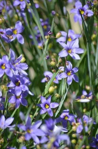 Blue-eyed grass