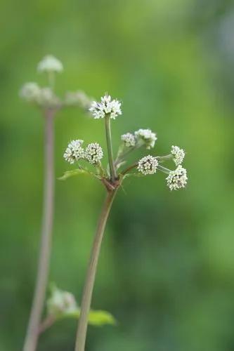 Sanicula Europaea