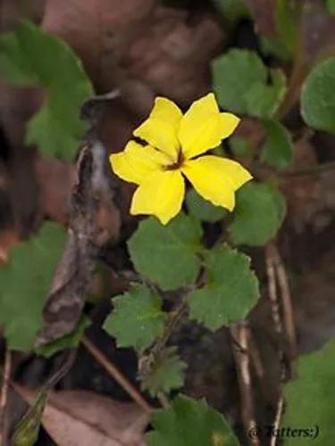 Goodenia