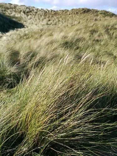 European Beach Grass