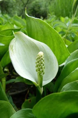 Wild Calla