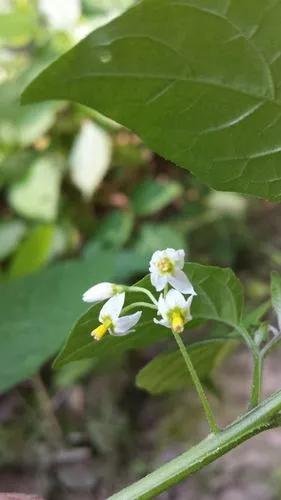 Black Nightshade