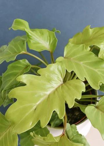 Philodendron Xanadu Golden Plant