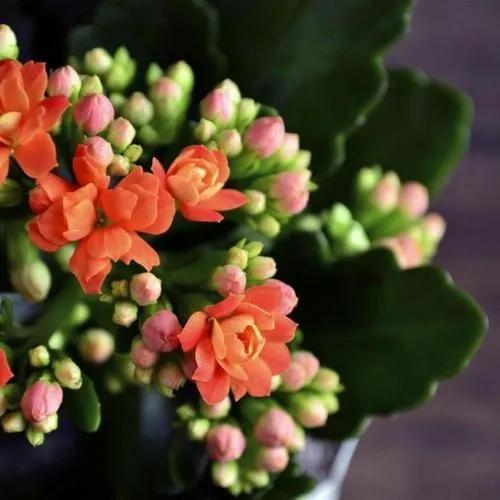 Kalanchoe “petra’s Sunfire”