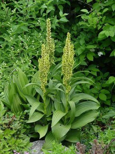 Veratrum Lobelianum