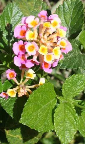 Lantana Aculeata