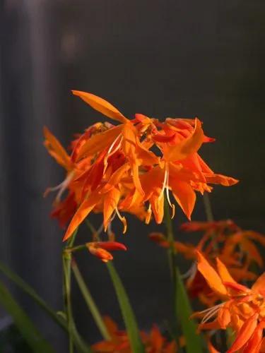 Crocosmia Aurea